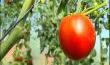 Fourons: festival de la tomate